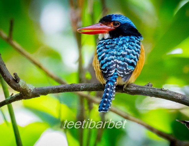Banded Kingfisher (Black-faced) - ML378501211