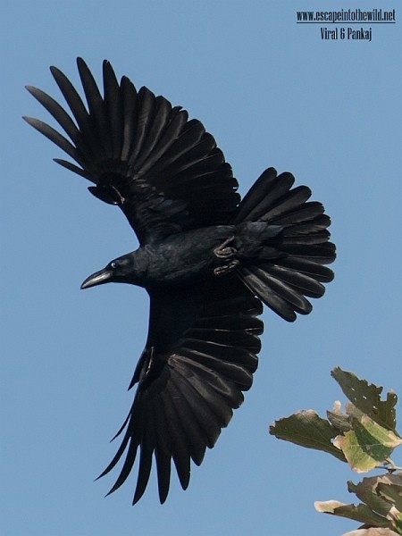 Large-billed Crow (Indian Jungle) - Pankaj Maheria