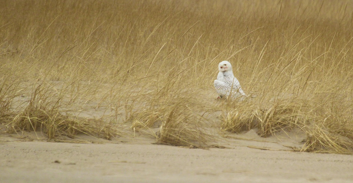 Snowy Owl - Ryan Schain