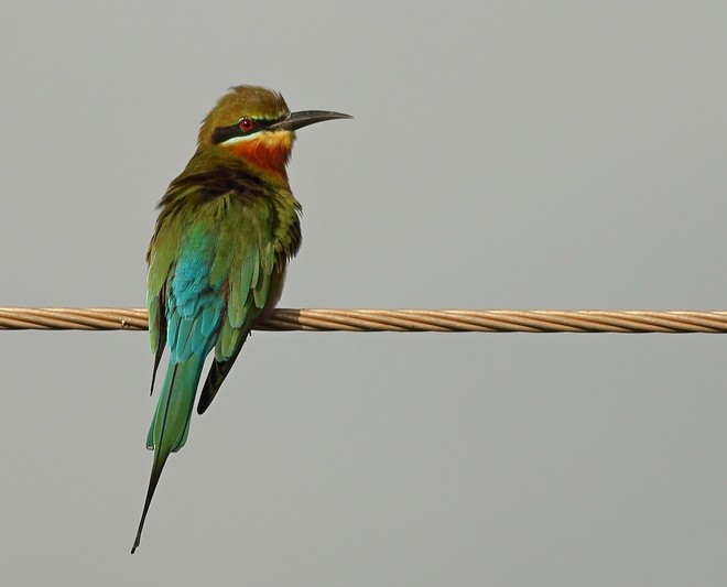 Blue-tailed Bee-eater - Manjusha Savant
