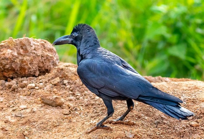 Large-billed Crow (Eastern) - ML378510341