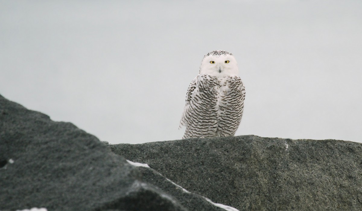 Snowy Owl - ML37851081