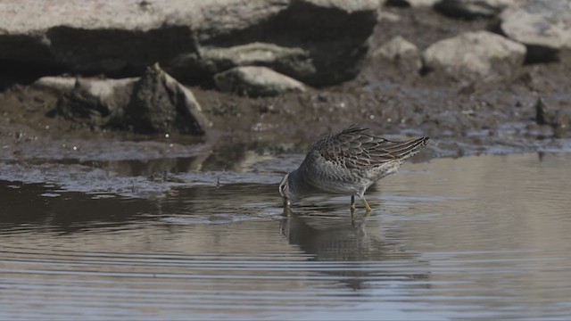 Long-billed Dowitcher - ML378510981