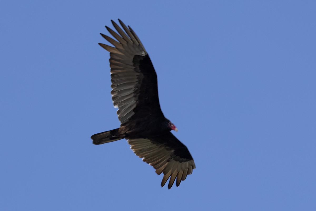 Turkey Vulture - ML378513441