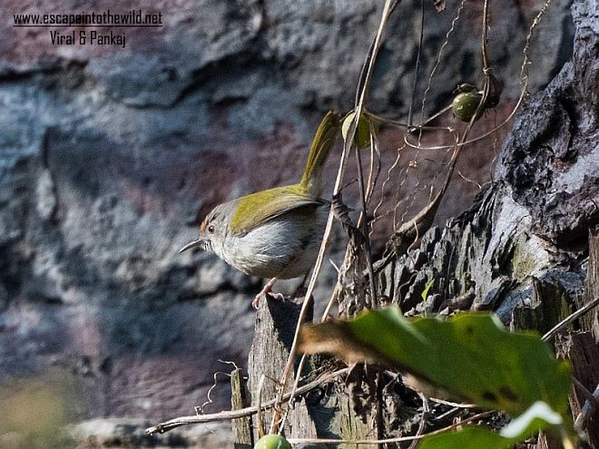 Common Tailorbird - Pankaj Maheria