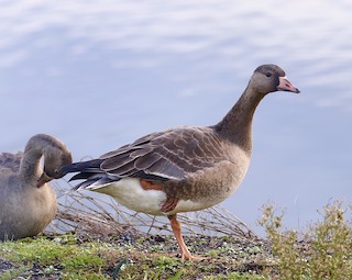 Greater White-fronted Goose, ML378514401