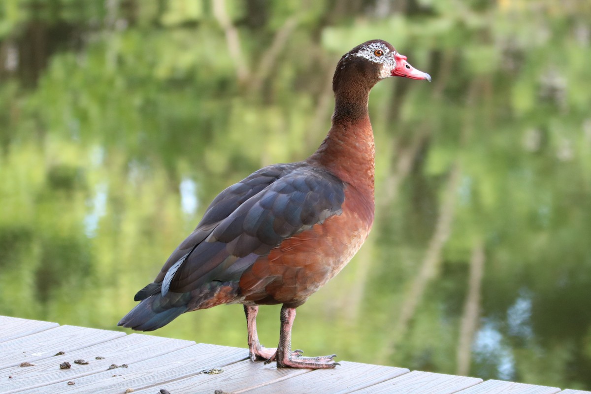 Egyptian Goose x Muscovy Duck (hybrid) - Philip Andescavage