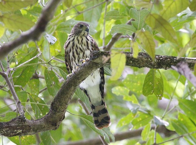 Vinous-breasted Sparrowhawk - Marc Thibault
