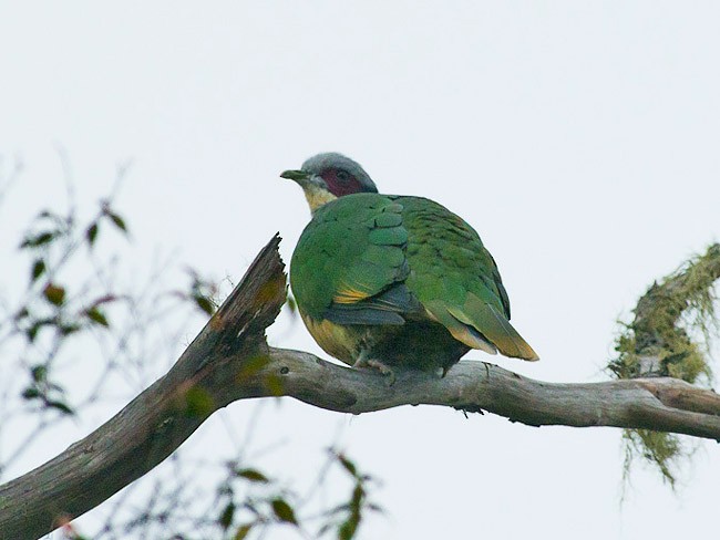 Red-eared Fruit-Dove (Red-eared) - ML378526221