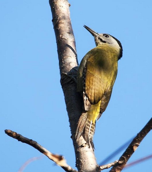 Gray-headed Woodpecker (Black-naped) - ML378527541