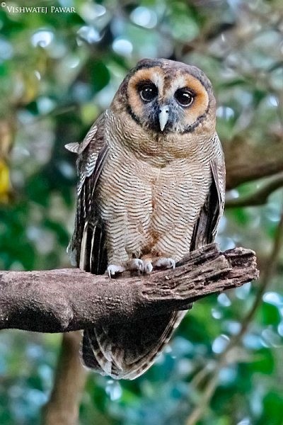 Brown Wood-Owl (Brown) - ML378527551