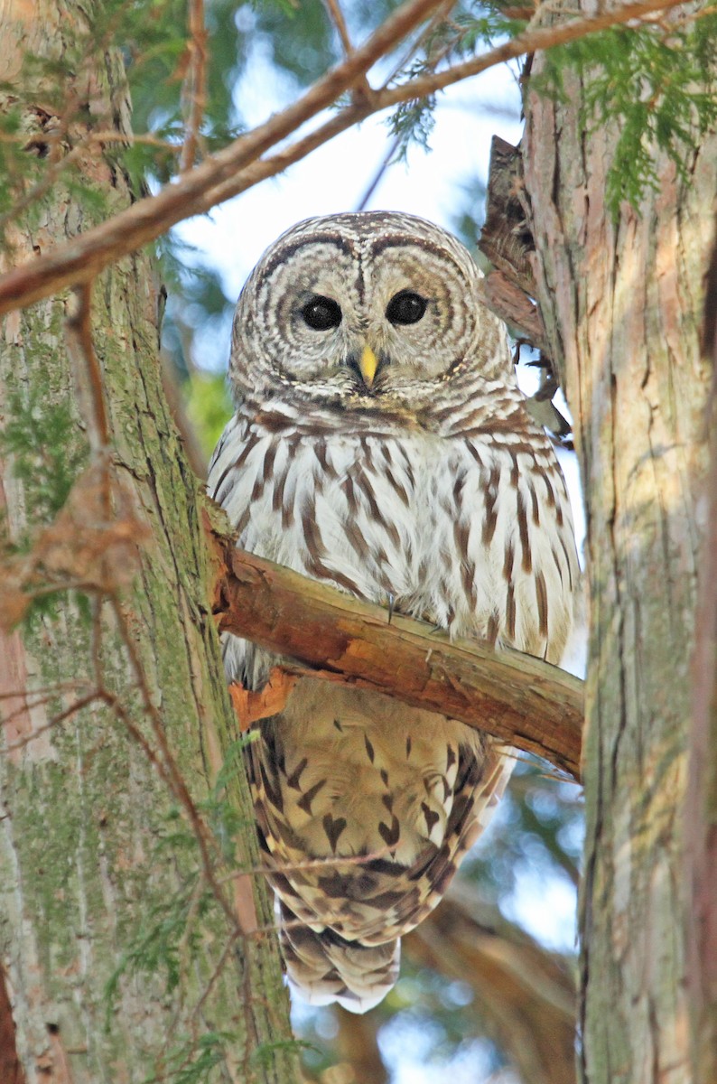 Barred Owl - ML37852791