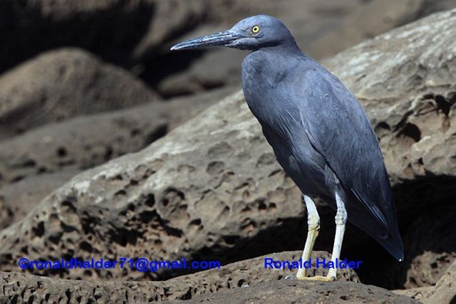 Pacific Reef-Heron - Ronald Halder
