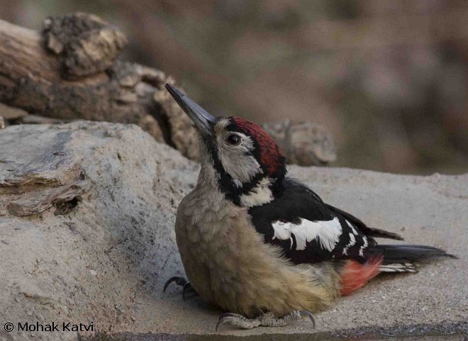 Himalayan Woodpecker - ML378534771