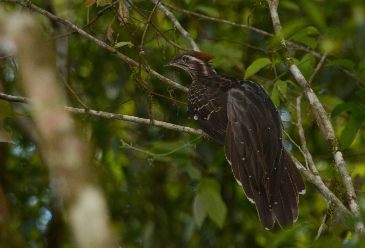 Pheasant Cuckoo - Anderson Warkentin