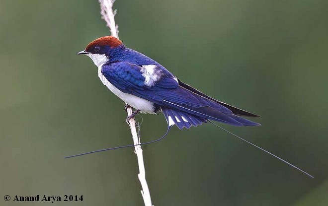 Wire-tailed Swallow - Anand Arya