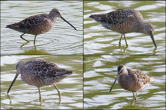 Long-billed Dowitcher - ML378538841