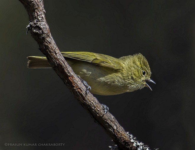 Yellow-browed Tit - ML378539121