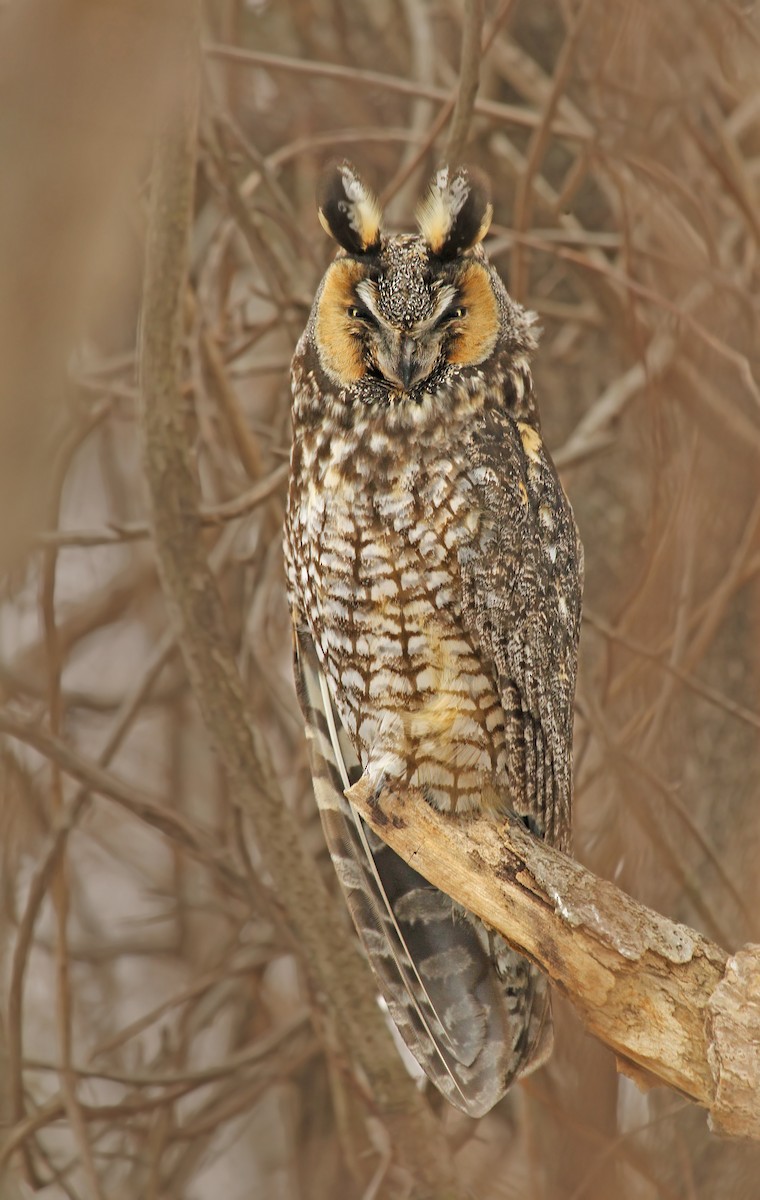 Long-eared Owl - ML37853991