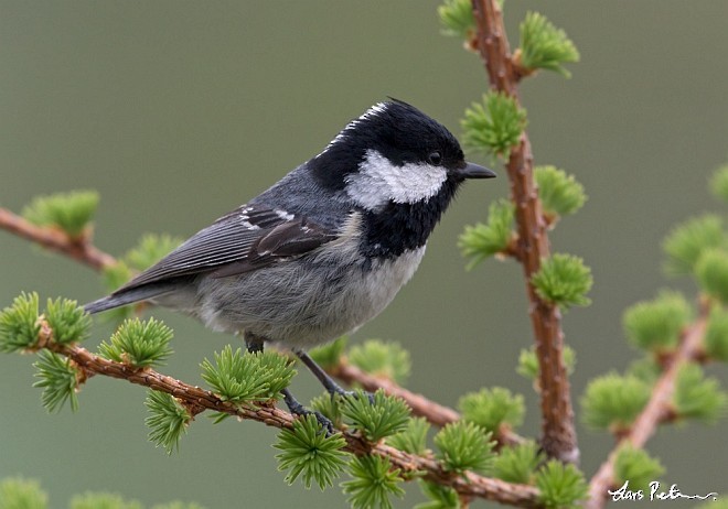 Coal Tit (Continental) - Lars Petersson | My World of Bird Photography