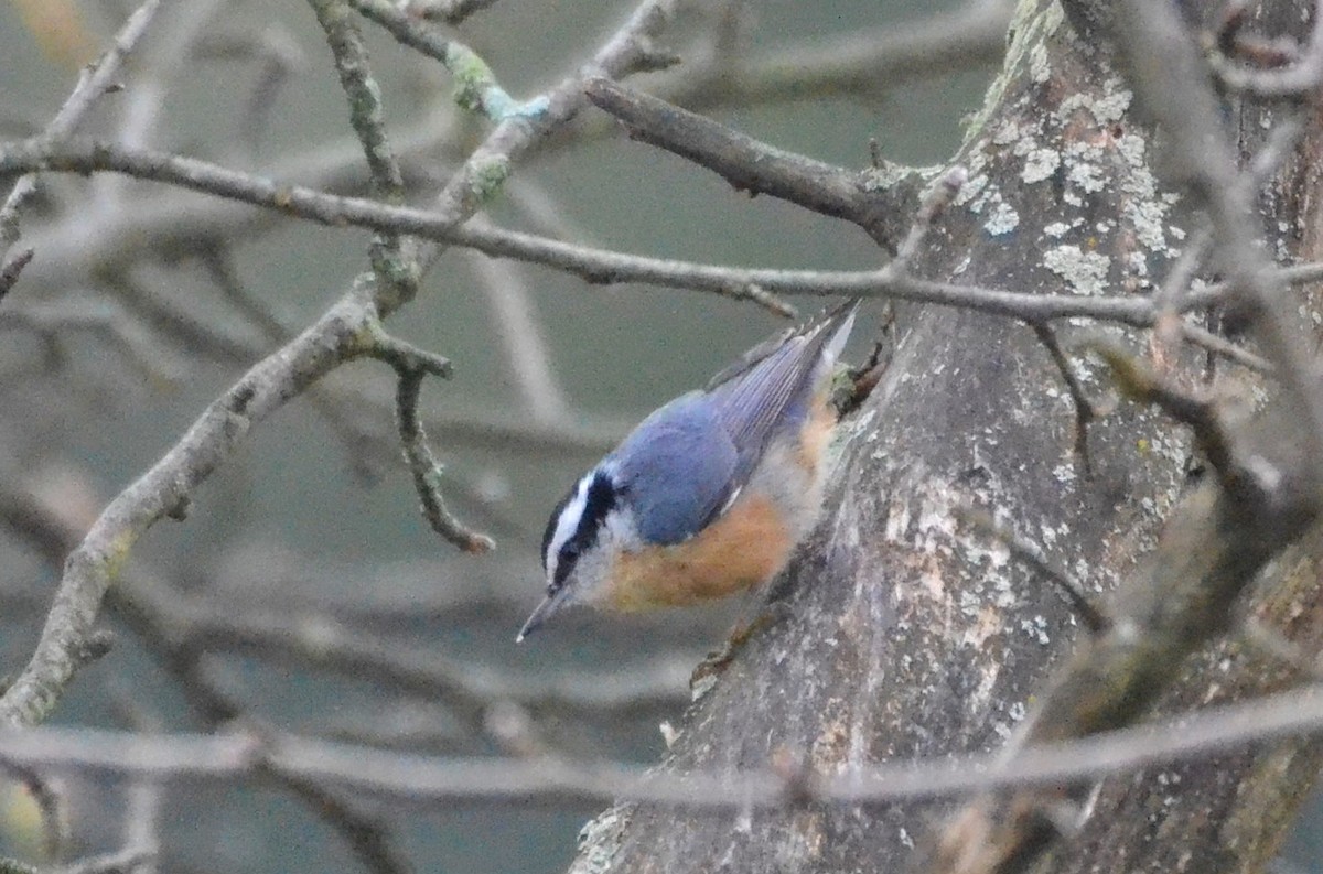 Red-breasted Nuthatch - ML378540311