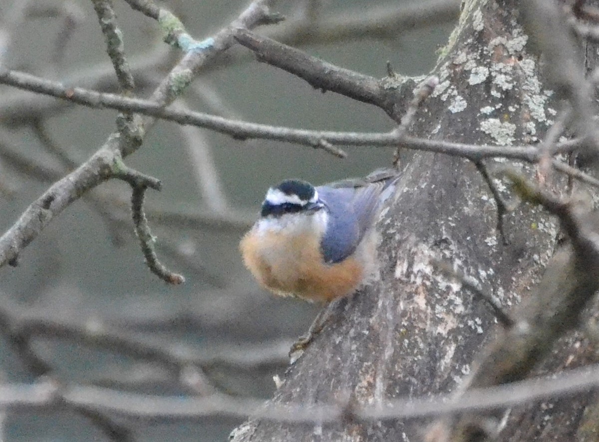 Red-breasted Nuthatch - ML378540321