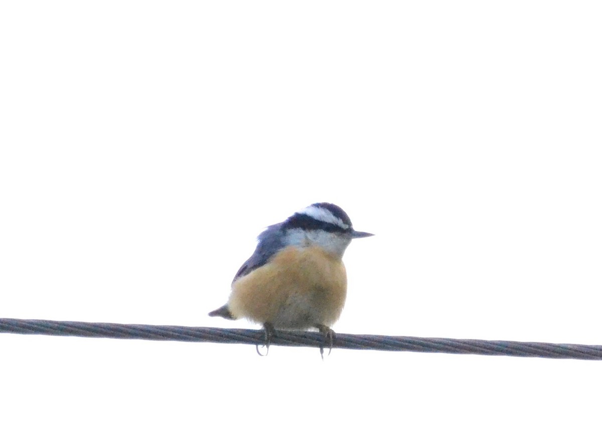 Red-breasted Nuthatch - ML378540331