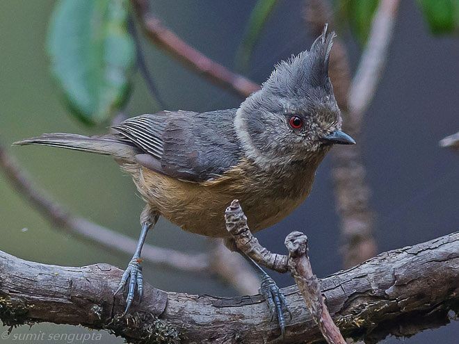 Gray-crested Tit - ML378546601