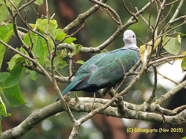 Green Imperial-Pigeon (Green) - ML378549051