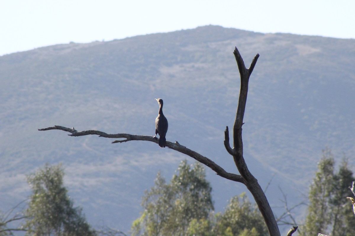 Double-crested Cormorant - Matthew Keenan