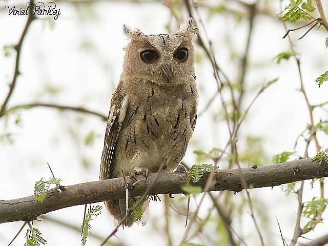 Indian Scops-Owl - Pankaj Maheria
