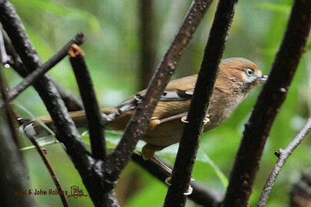 Moustached Laughingthrush (Eastern) - ML378554231