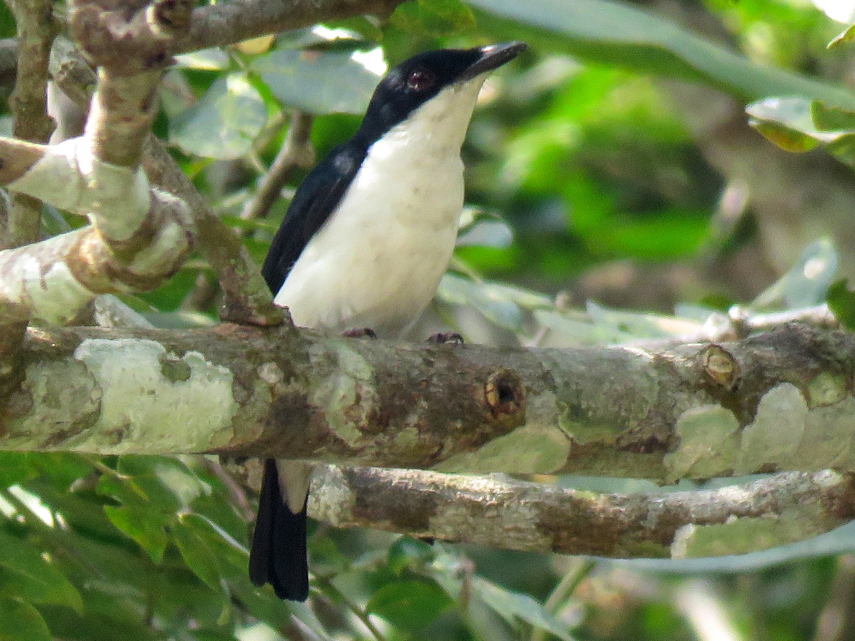 Turati's Boubou - eBird