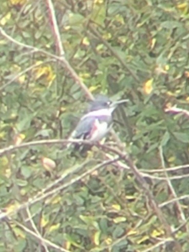 Belted Kingfisher - ML378558741