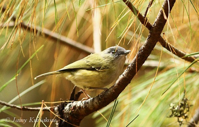 Green Shrike-Babbler (Black-crowned) - ML378565391