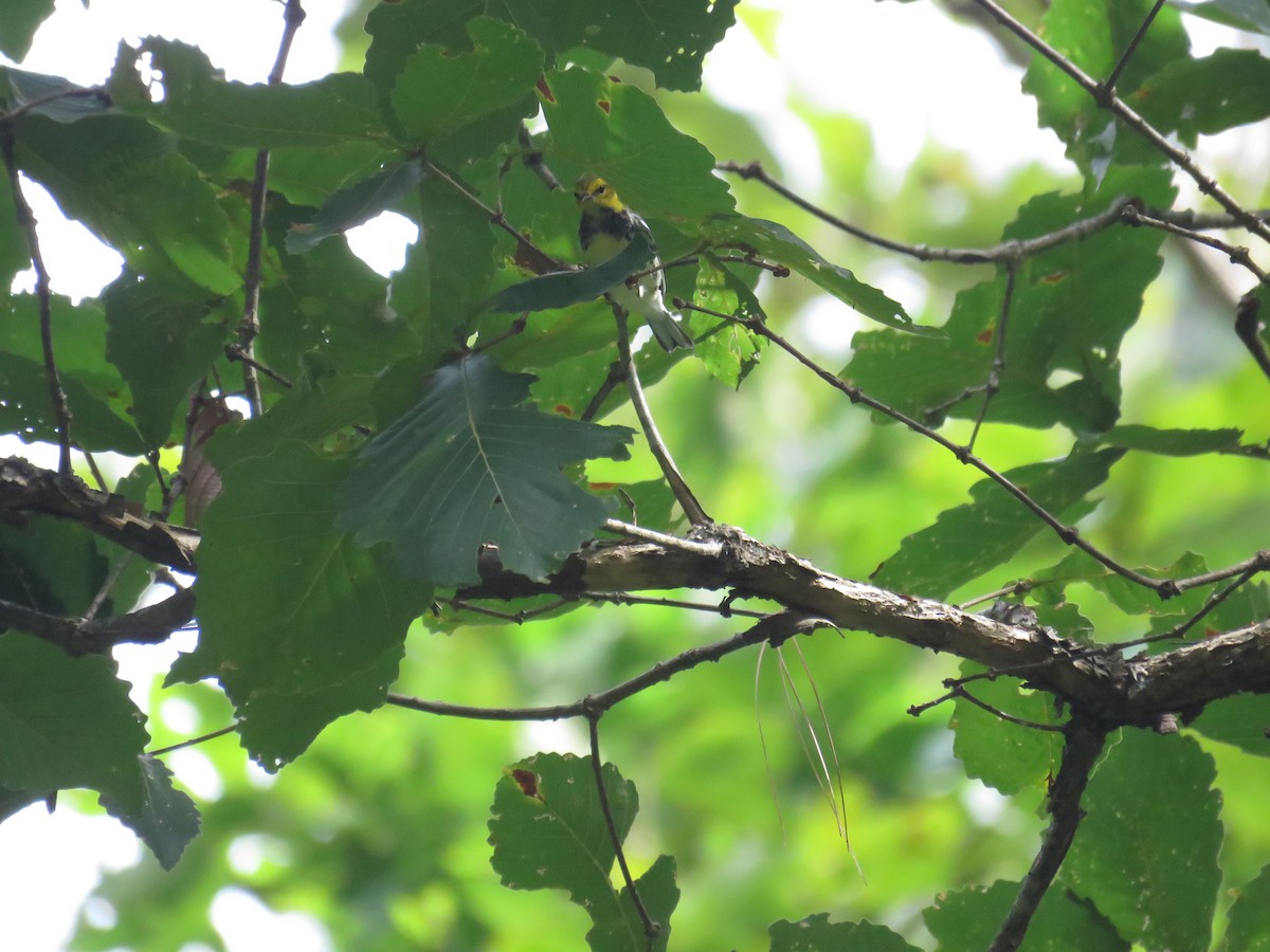 Black-throated Green Warbler - ML378565971
