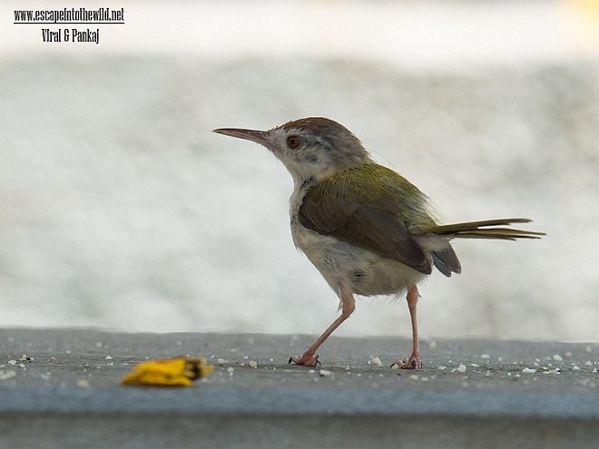 Common Tailorbird - Pankaj Maheria