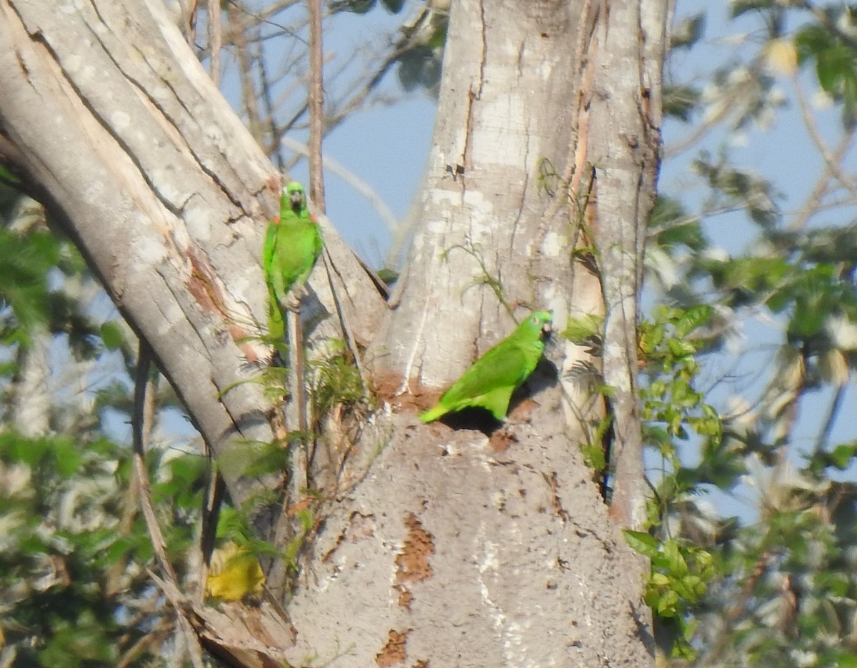 Yellow-crowned Parrot - ML378568571