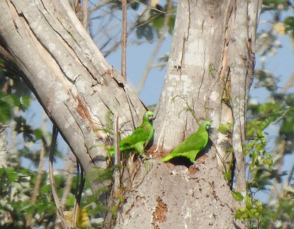 Yellow-crowned Parrot - ML378568611