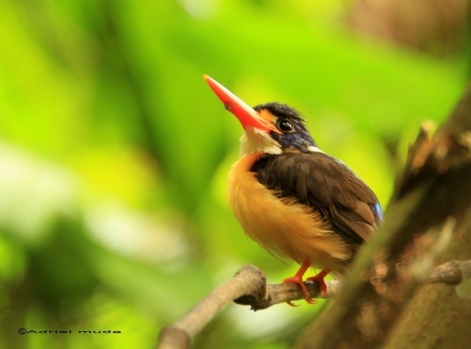 Moluccan Dwarf-Kingfisher (North Moluccan) - Adriel Muda