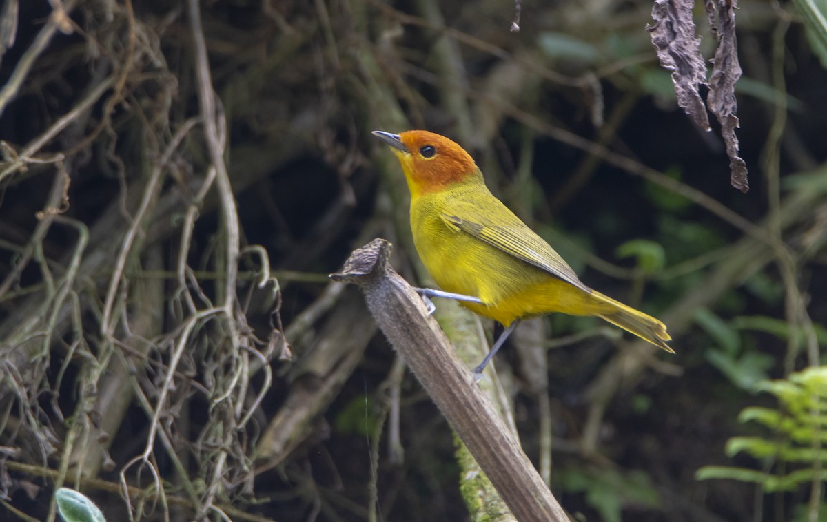 Rust-and-yellow Tanager - ML378574061