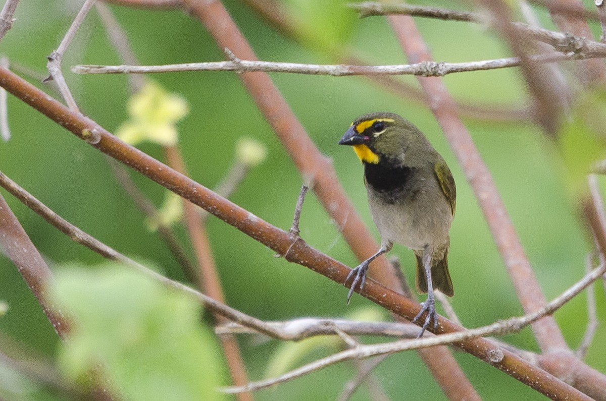 Yellow-faced Grassquit - Jerome Foster