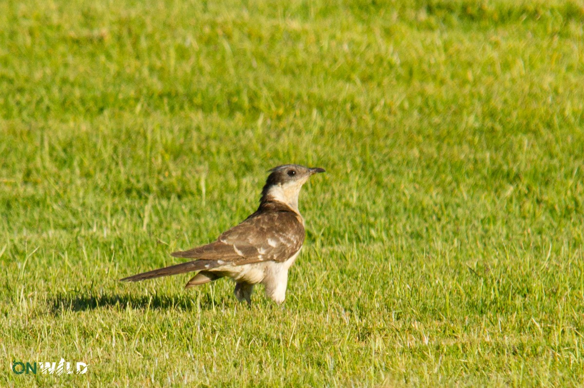 Great Spotted Cuckoo - ML378577071