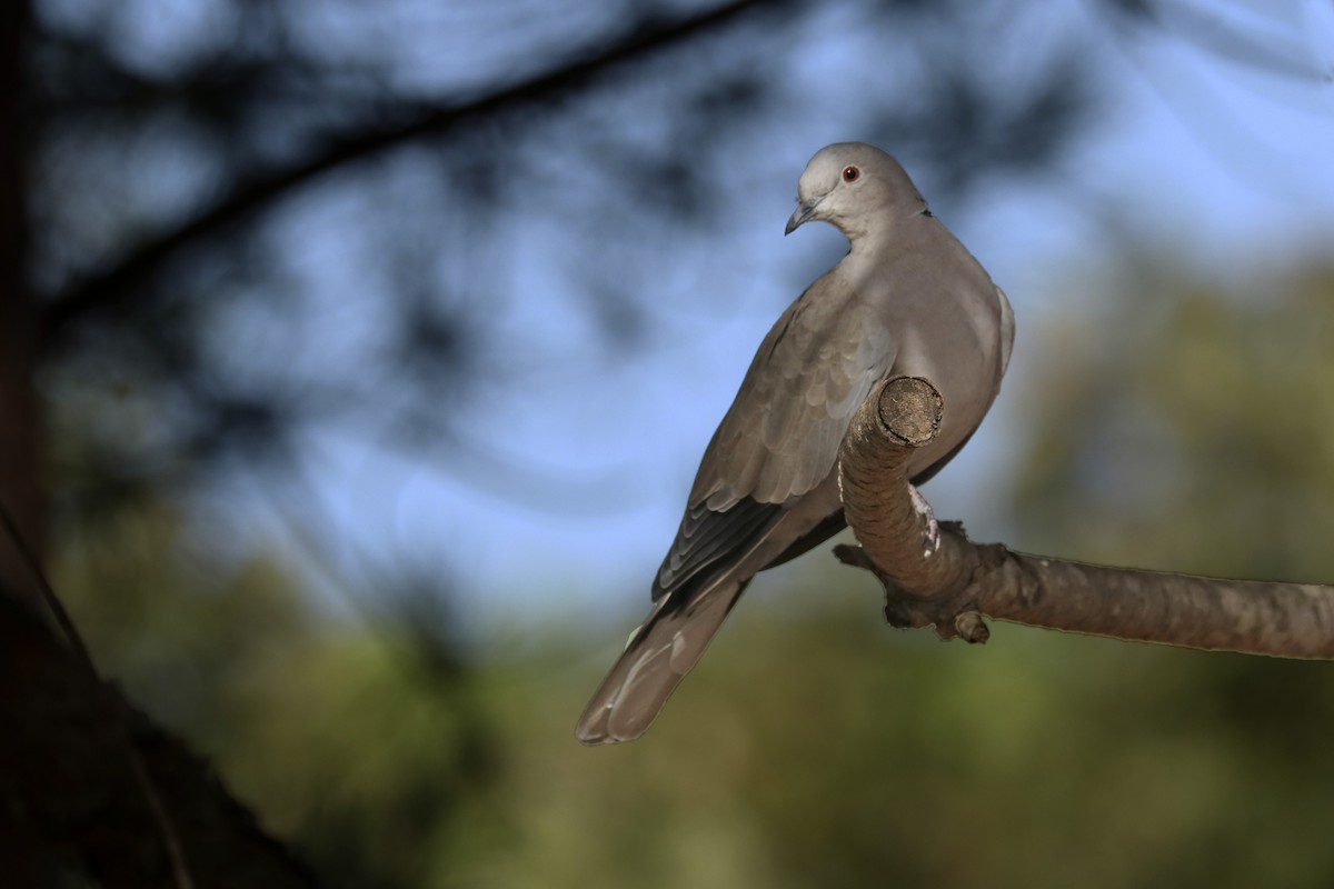 Eurasian Collared-Dove - ML378577591