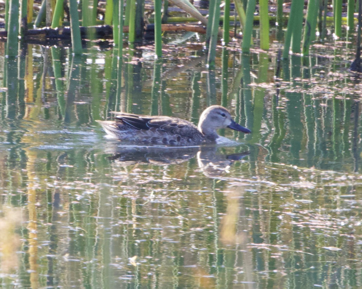Blue-winged Teal - ML378581191