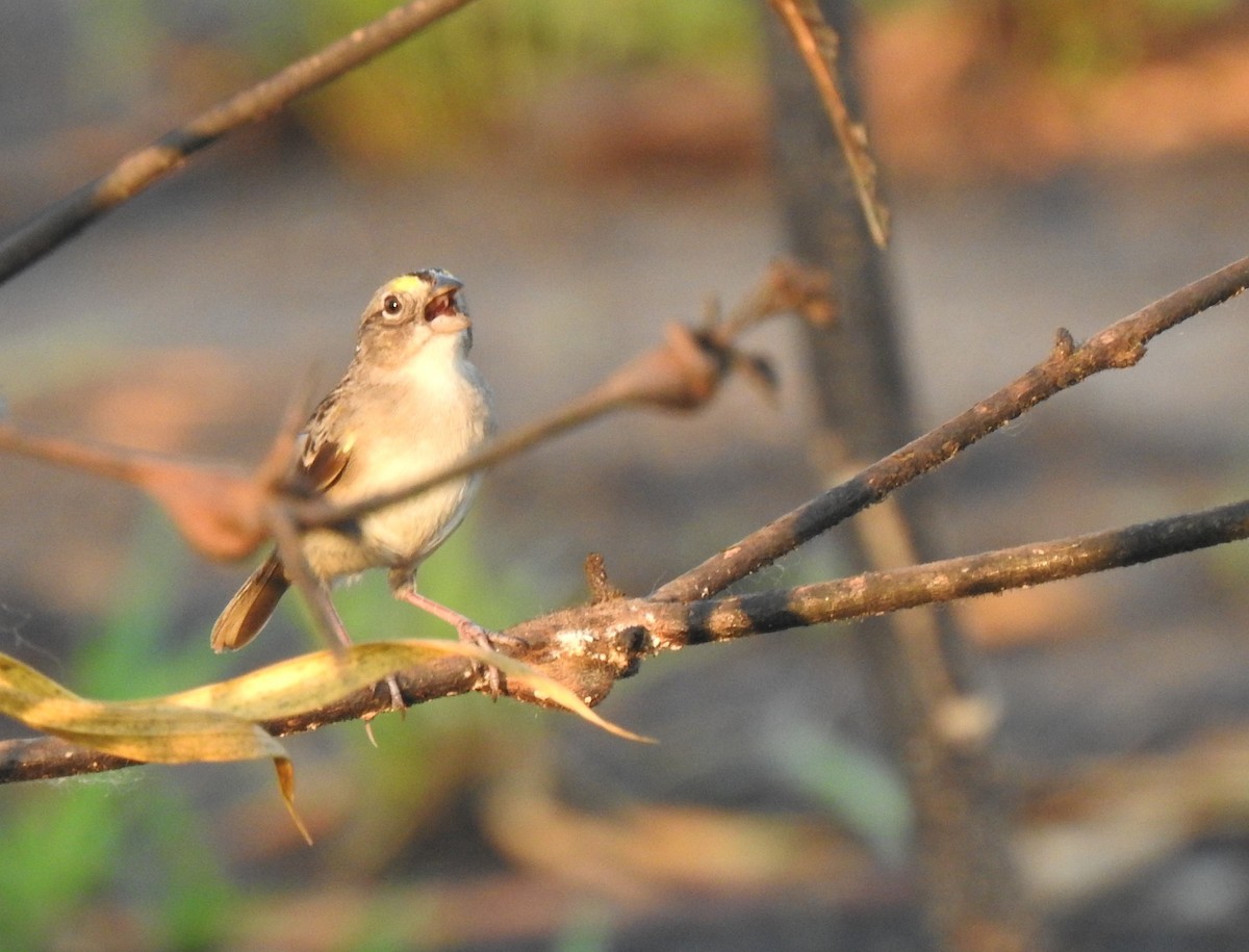 Grassland Sparrow - ML378584131