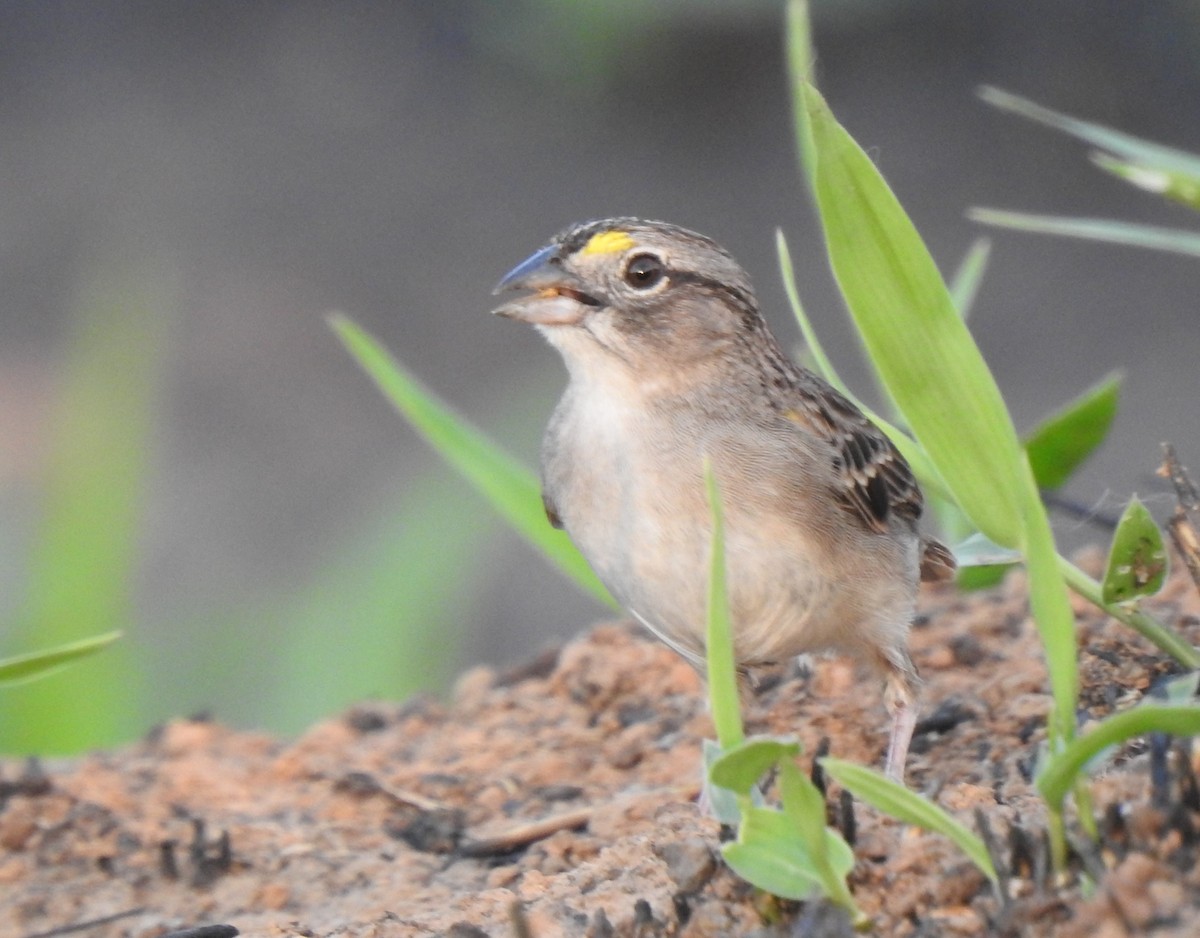 Grassland Sparrow - ML378584181