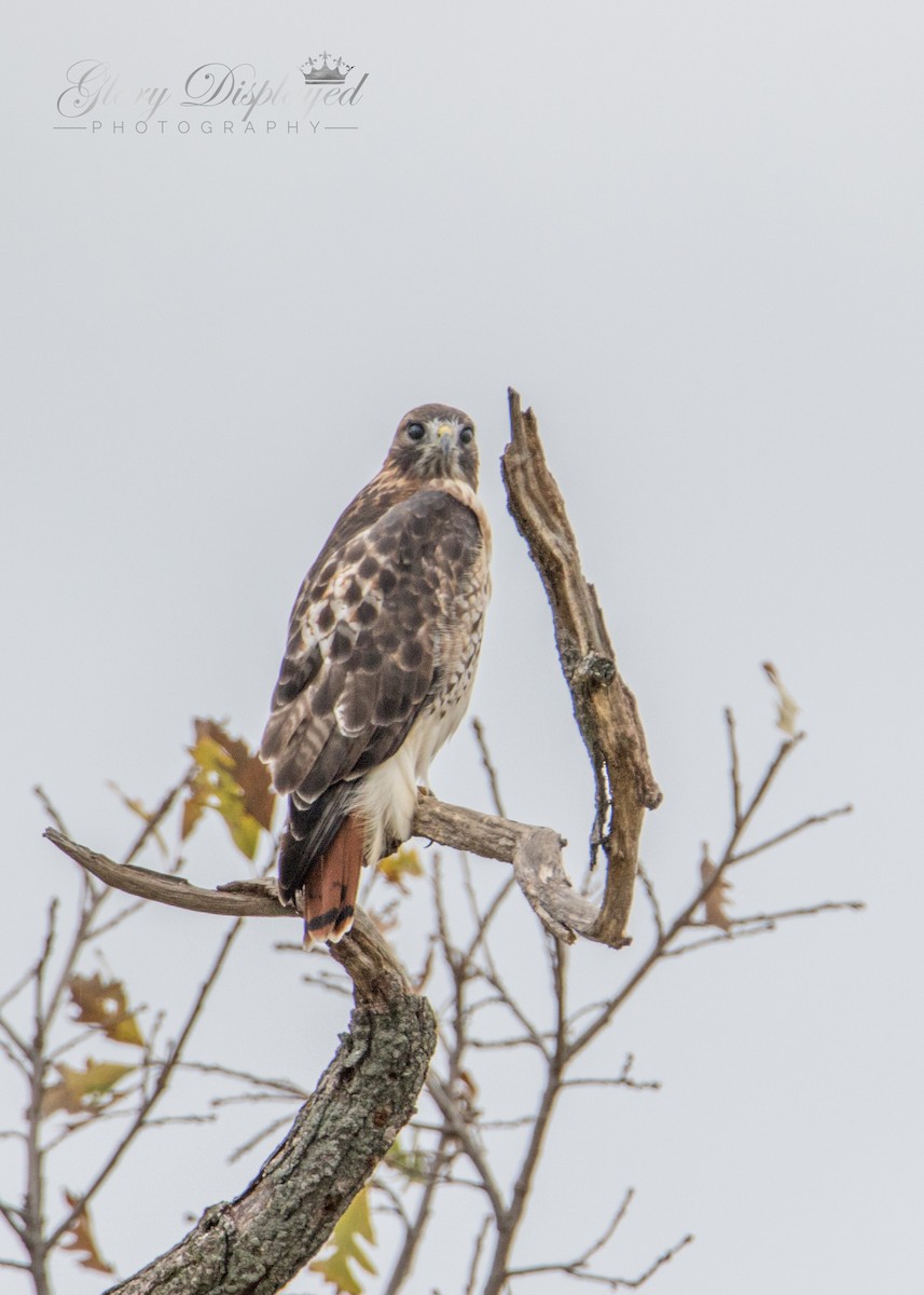 Red-tailed Hawk - ML378584411