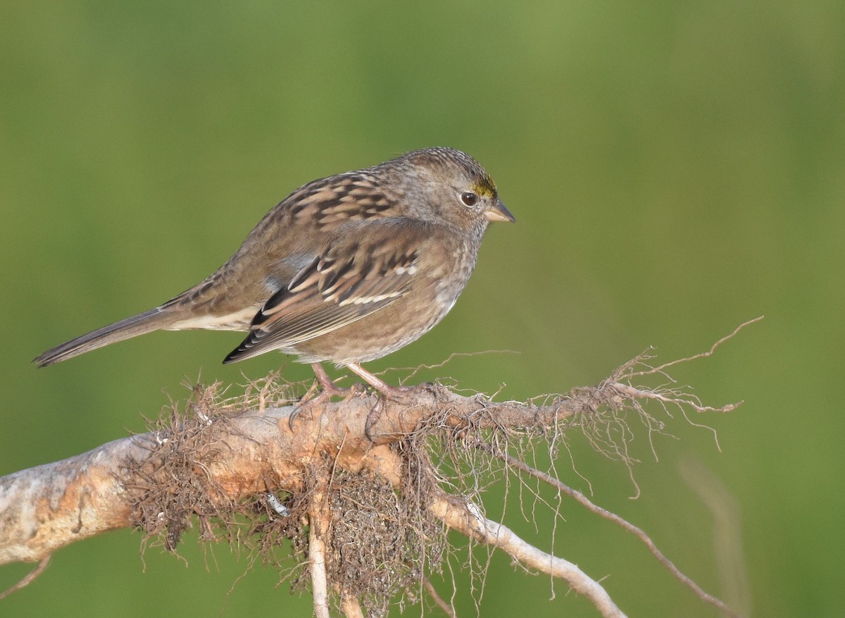 Golden-crowned Sparrow - ML378584741