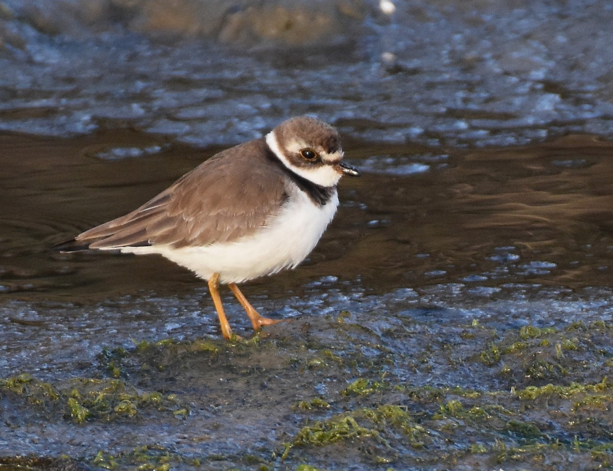 Semipalmated Plover - ML378588721